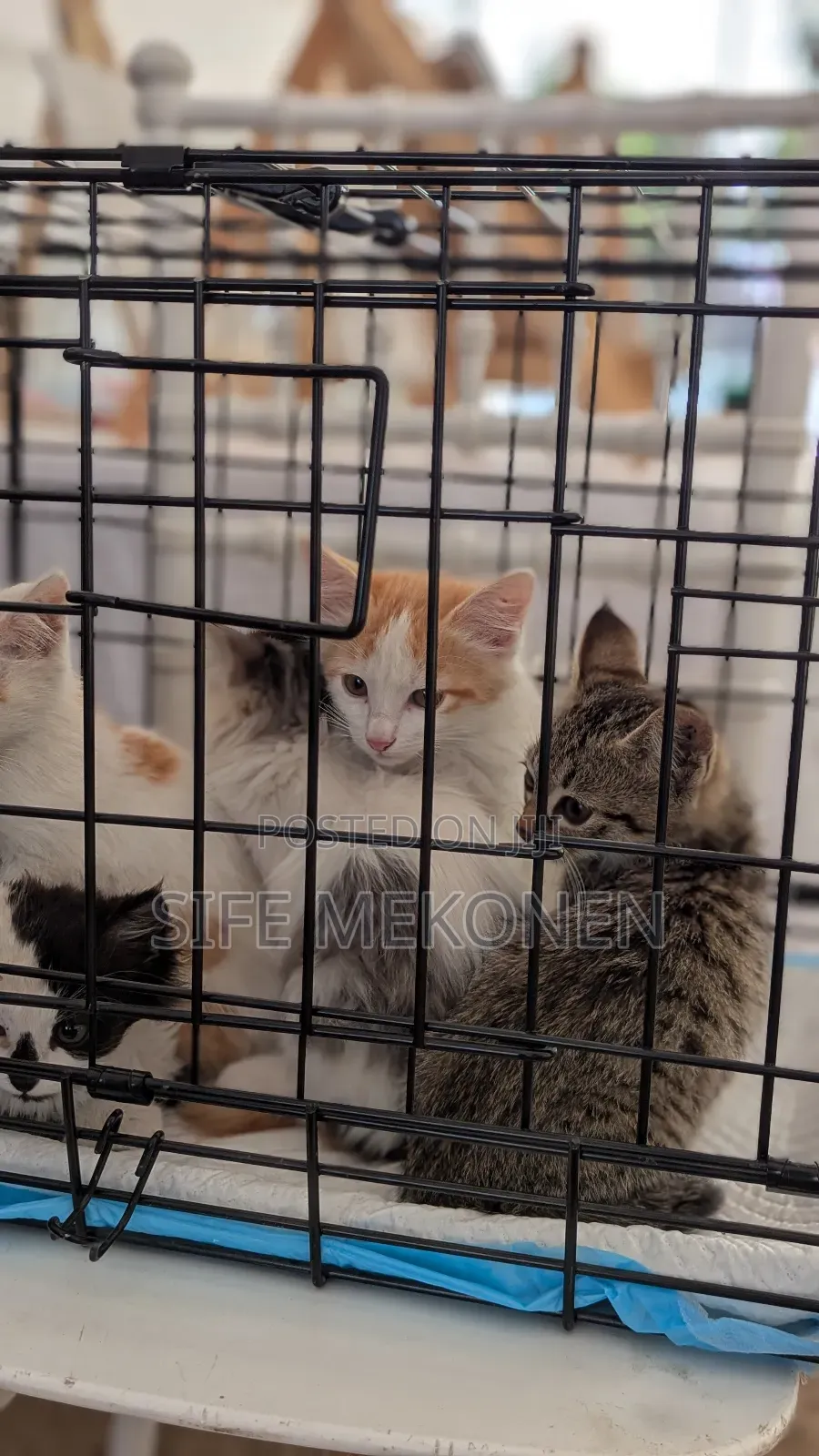 1-3 months Female Purebred Abyssinian