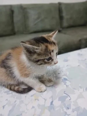 Photo - 0-1 month Female Mixed Breed British Shorthair