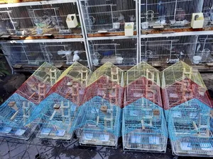 Beautiful Parrots Cage