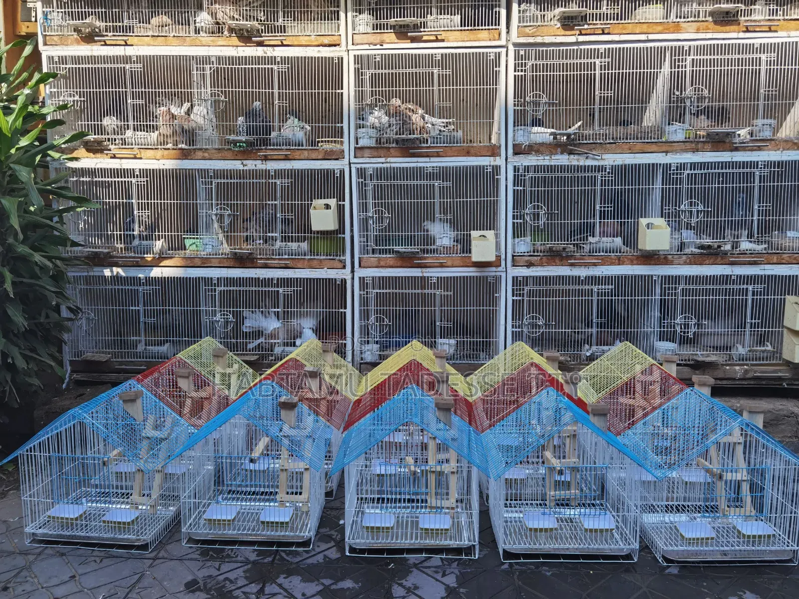 Beautiful Parrots Cage