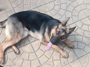 Photo - 3-6 months Female Purebred German Shepherd