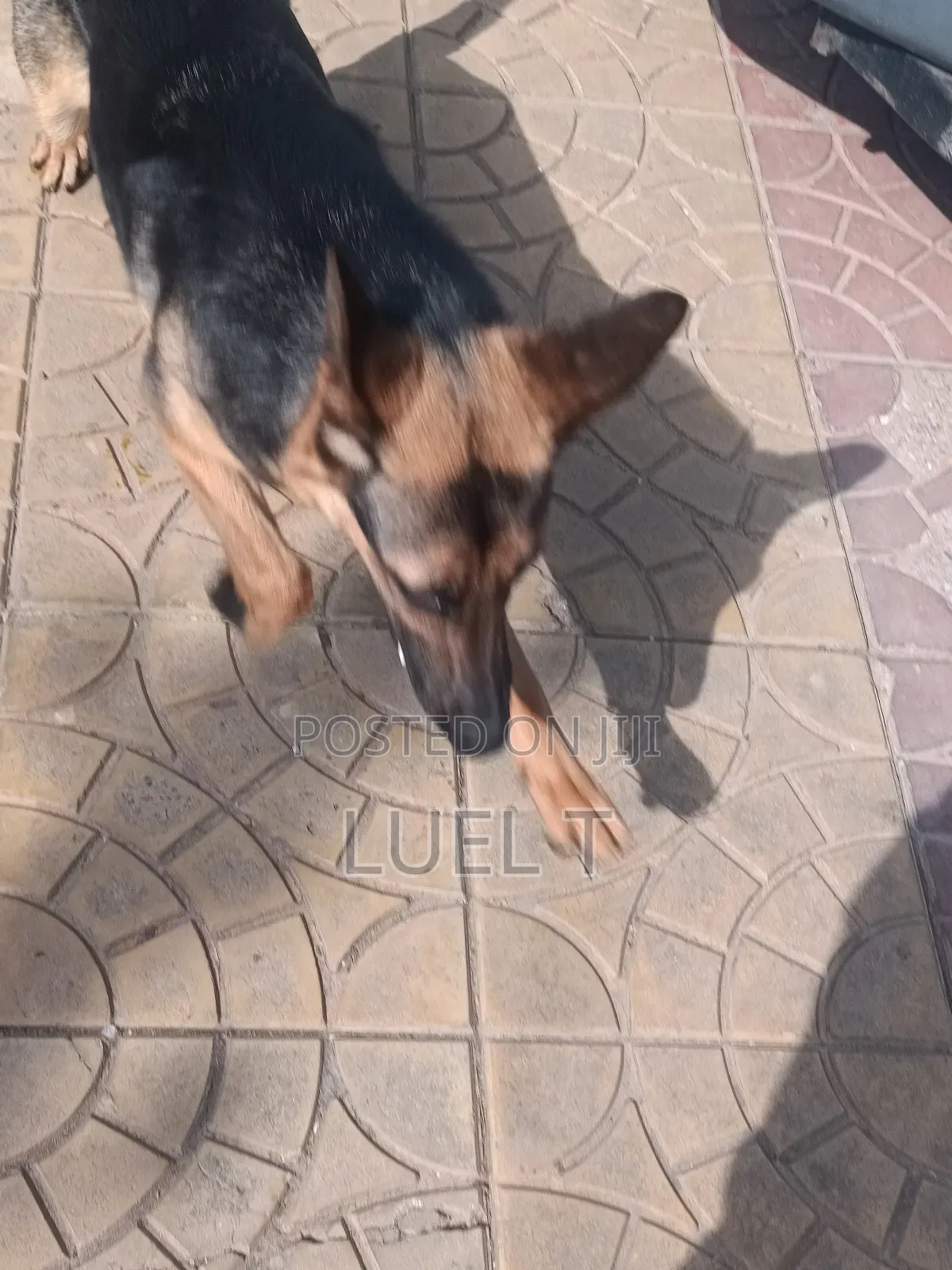 3-6 months Female Purebred German Shepherd