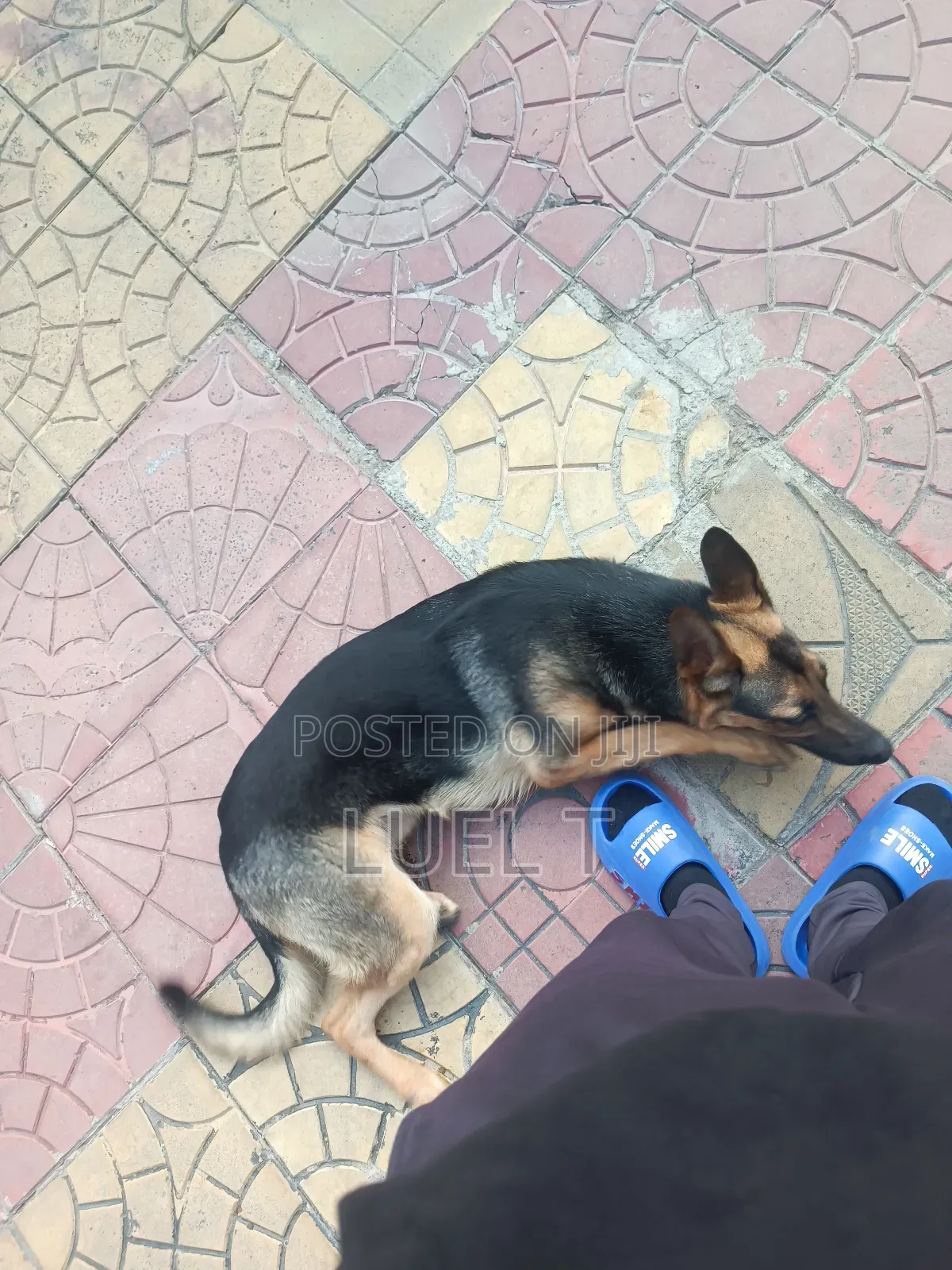 3-6 months Female Purebred German Shepherd