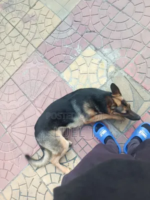 3-6 months Female Purebred German Shepherd