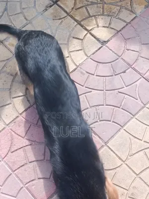 3-6 months Female Purebred German Shepherd