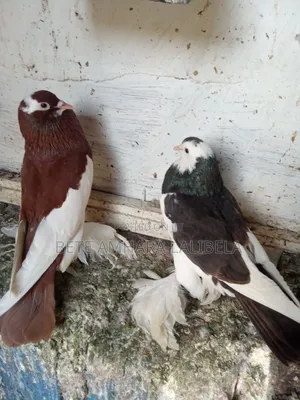 Photo - የፈለፈሉ ጥንድ ሪቨርስዊንግ ፖተር