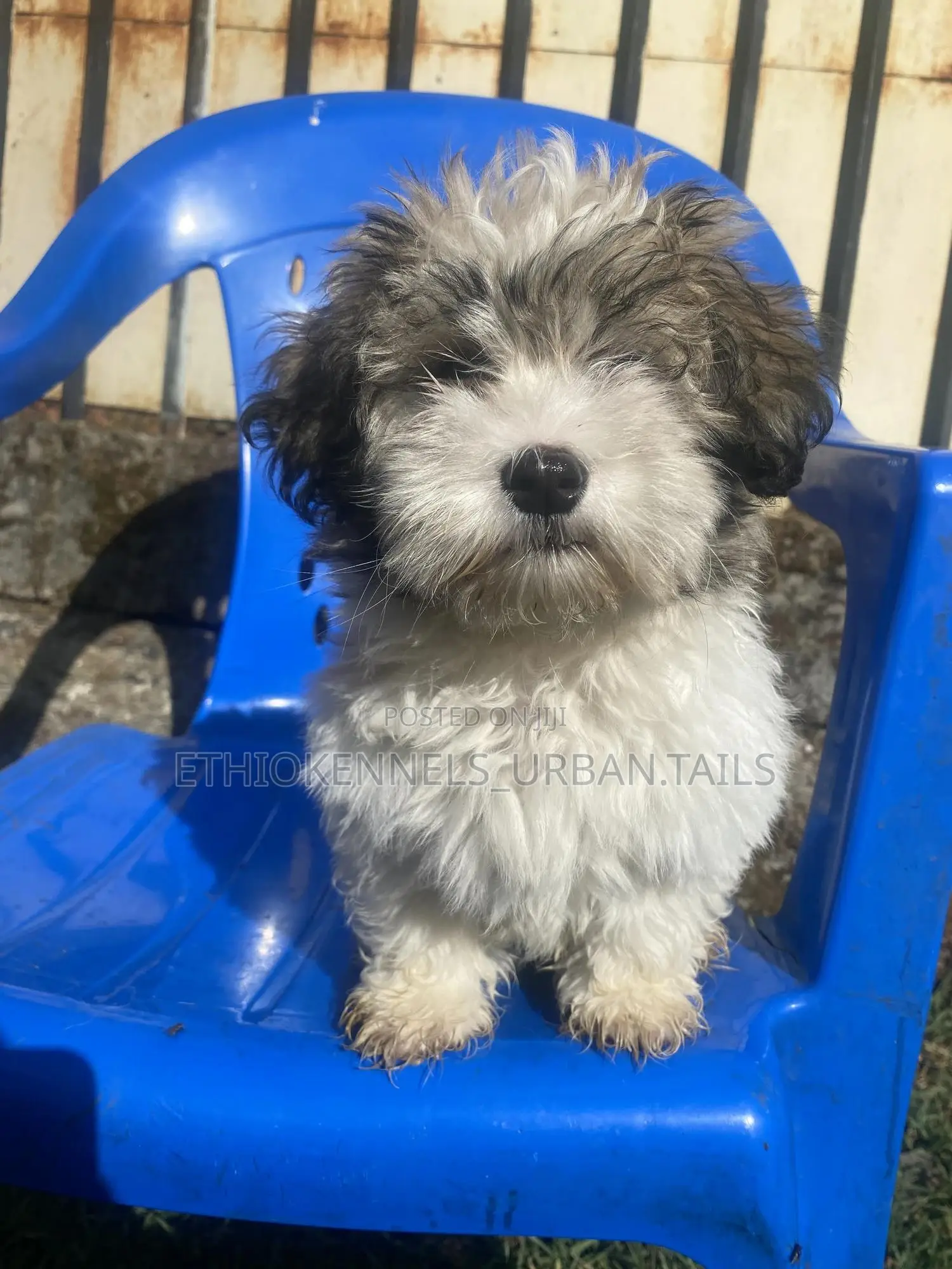 1-3 months Male Purebred Shih Tzu