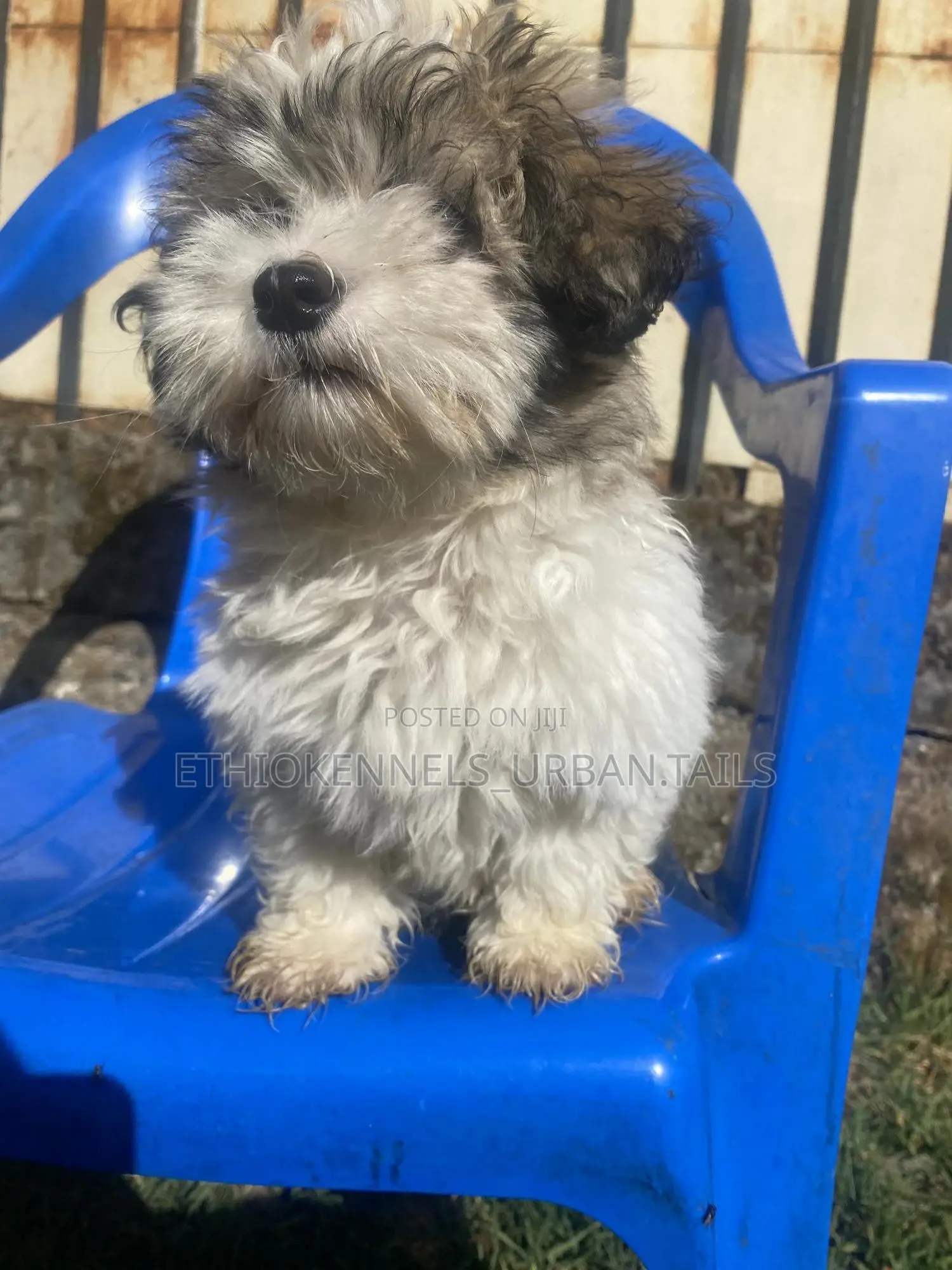 1-3 months Male Purebred Shih Tzu