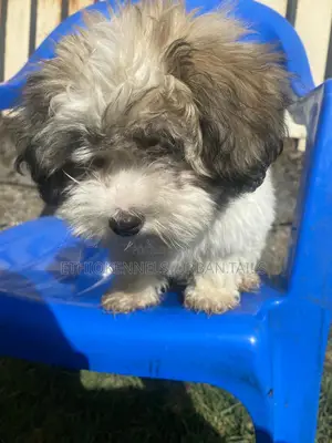 1-3 months Male Purebred Shih Tzu