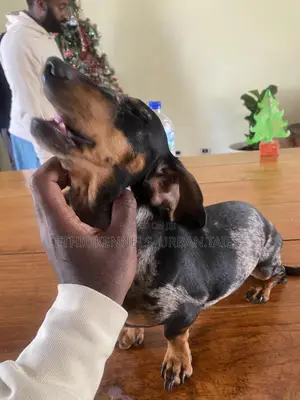 1-3 months Male Purebred Dachshund