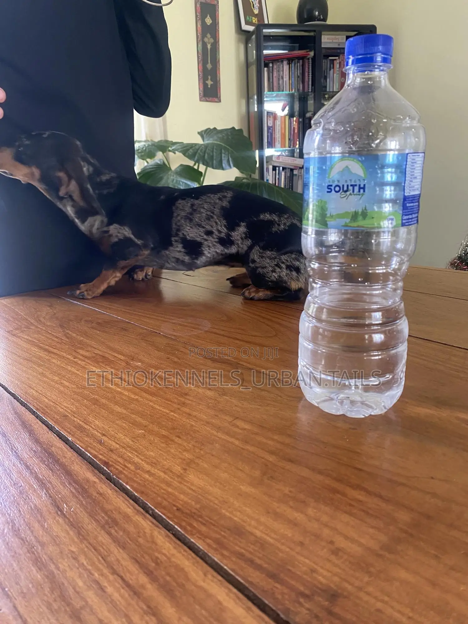 1-3 months Male Purebred Dachshund