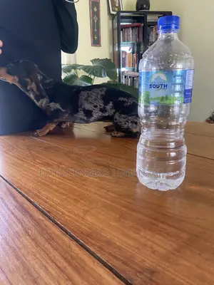 1-3 months Male Purebred Dachshund