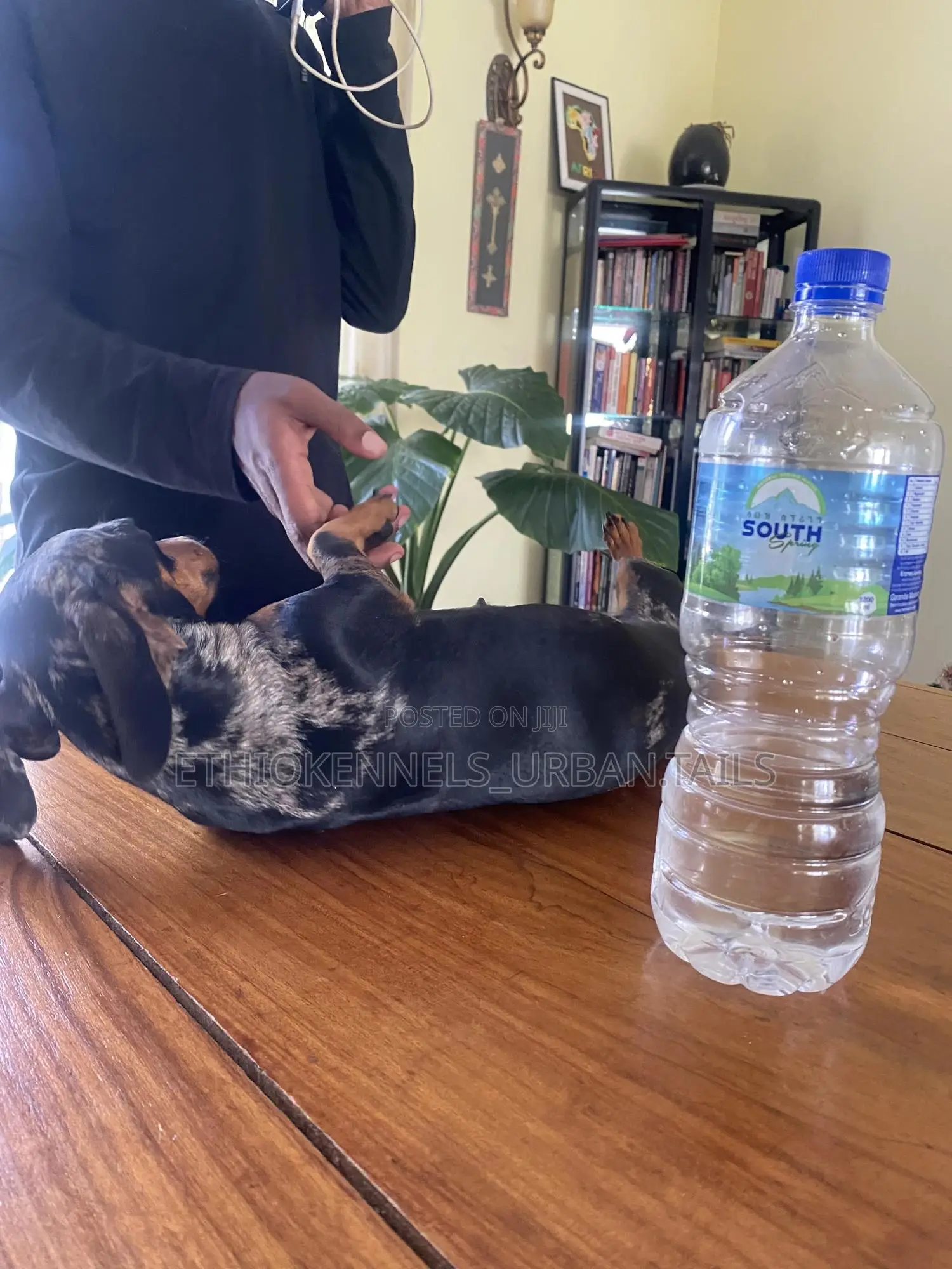 1-3 months Male Purebred Dachshund