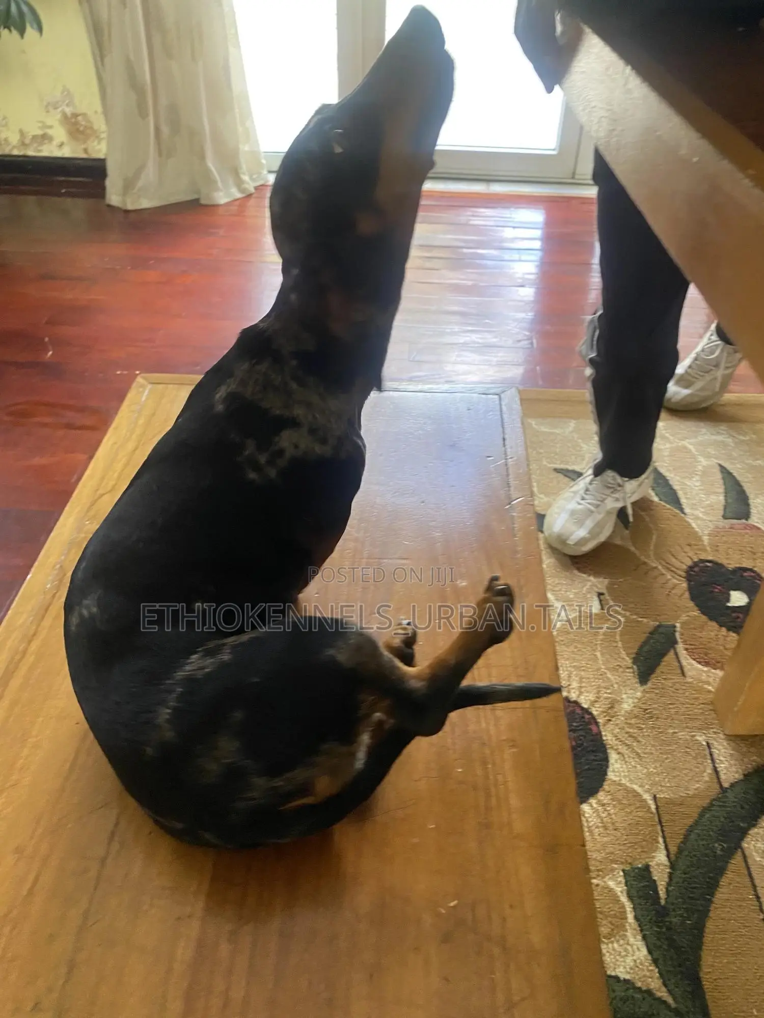 1-3 months Male Purebred Dachshund