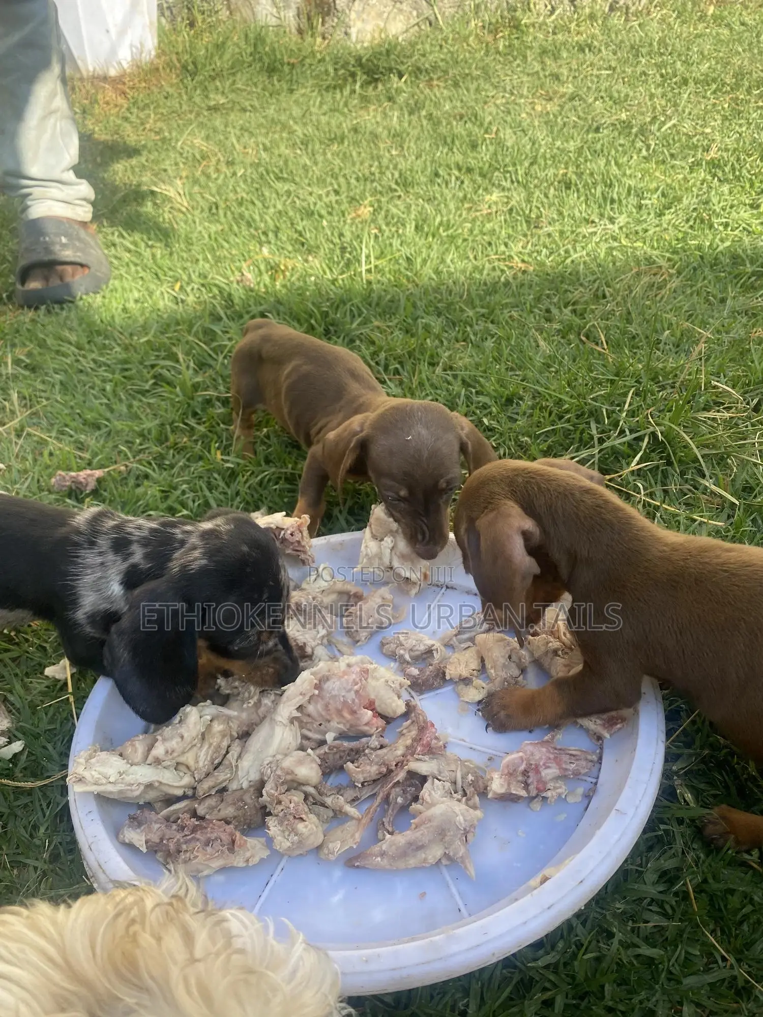 1-3 months Female Purebred Dachshund
