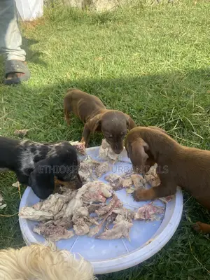 1-3 months Female Purebred Dachshund