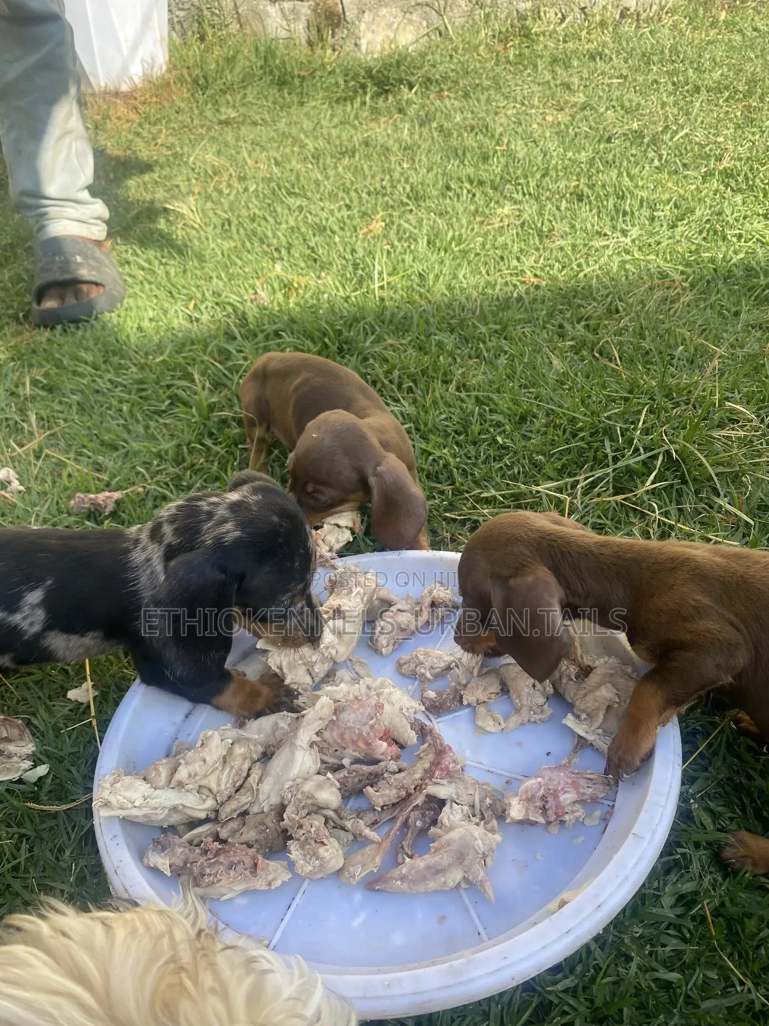 1-3 months Female Purebred Dachshund