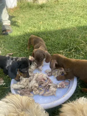 1-3 months Female Purebred Dachshund