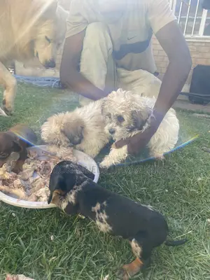 1-3 months Male Purebred Shih Tzu