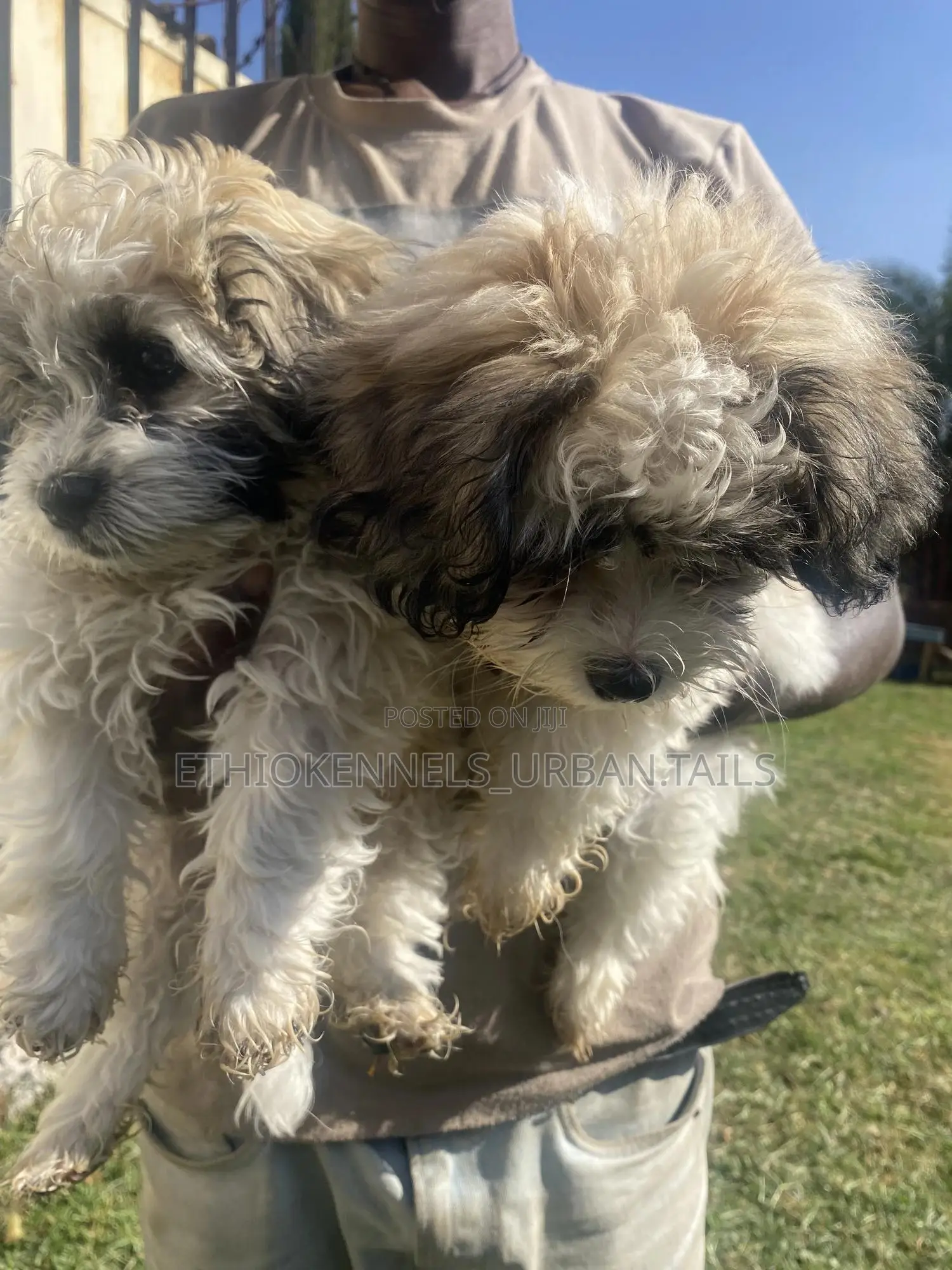1-3 months Male Purebred Shih Tzu