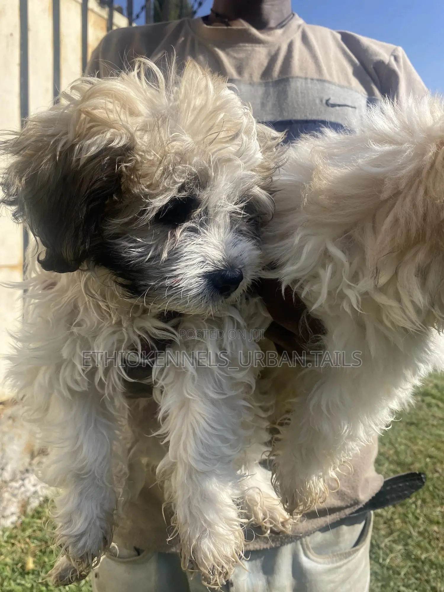 1-3 months Male Purebred Shih Tzu