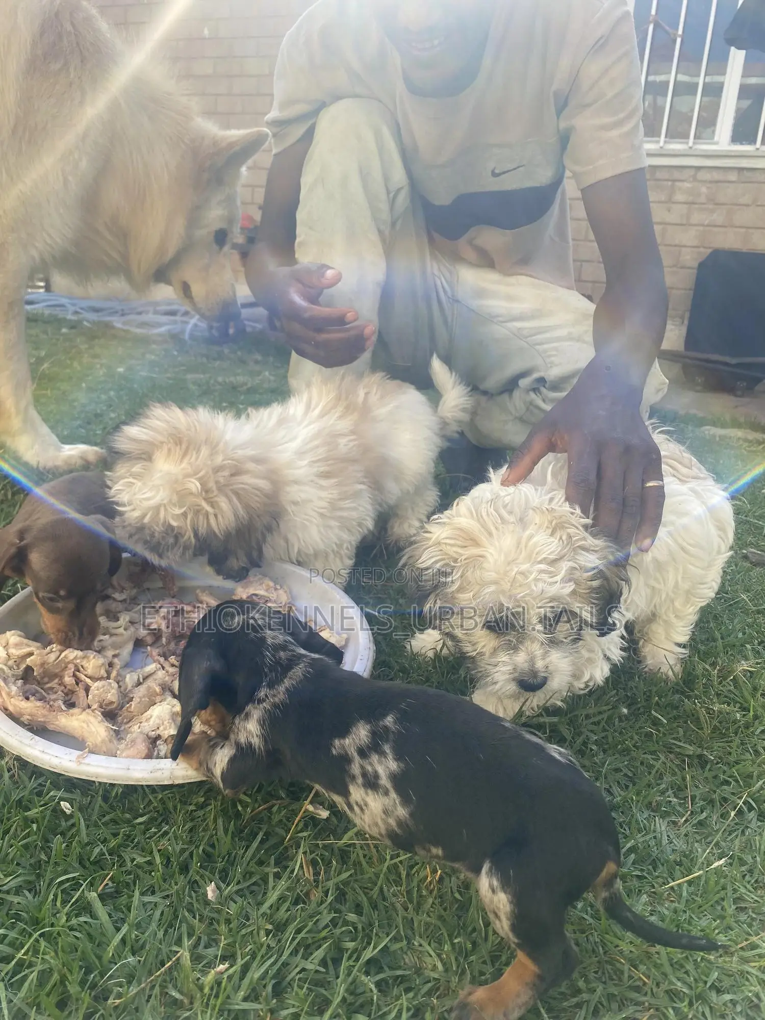 1-3 months Male Purebred Shih Tzu