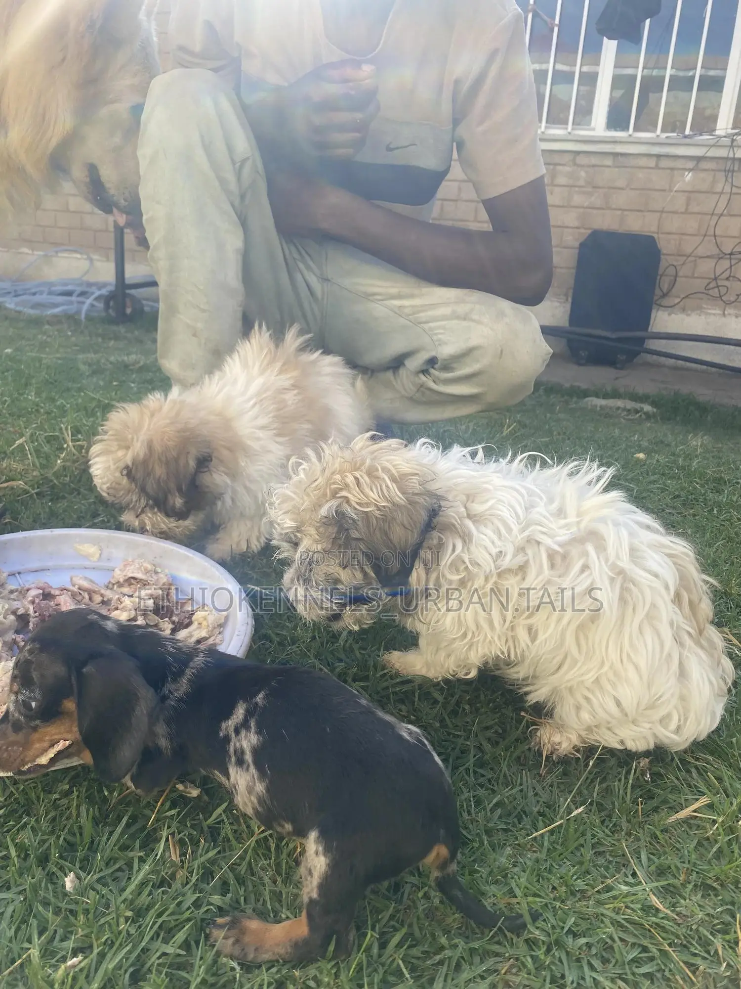 1-3 months Male Purebred Shih Tzu