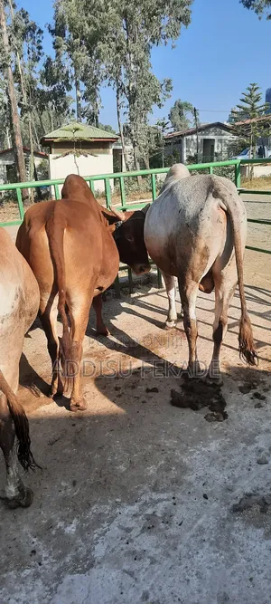 Photo - Bere Le Gena