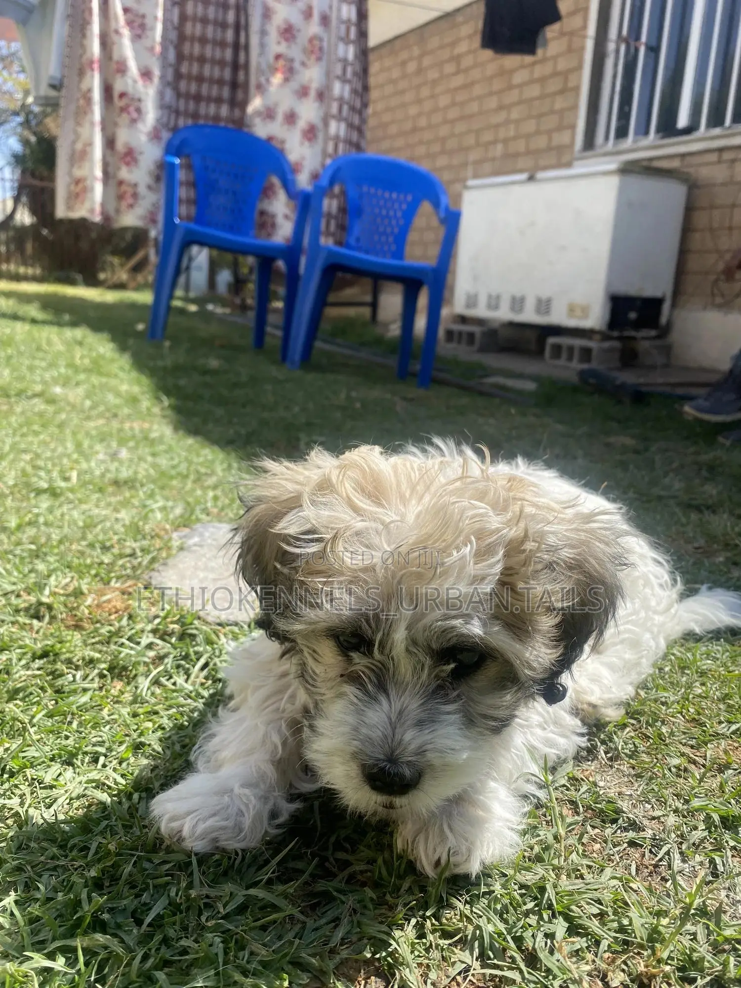 1-3 months Male Purebred Shih Tzu