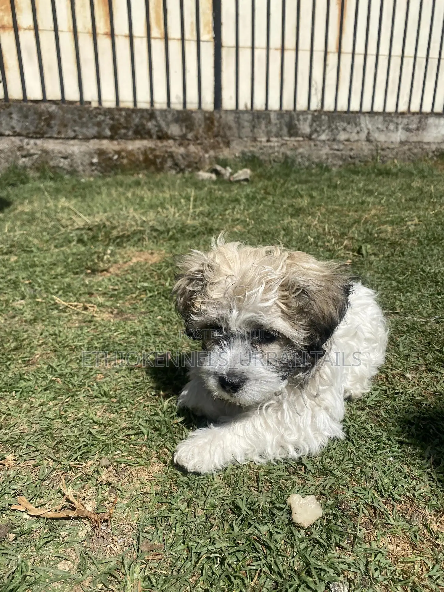 1-3 months Male Purebred Shih Tzu