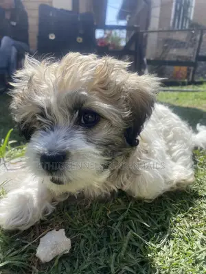 1-3 months Male Purebred Shih Tzu
