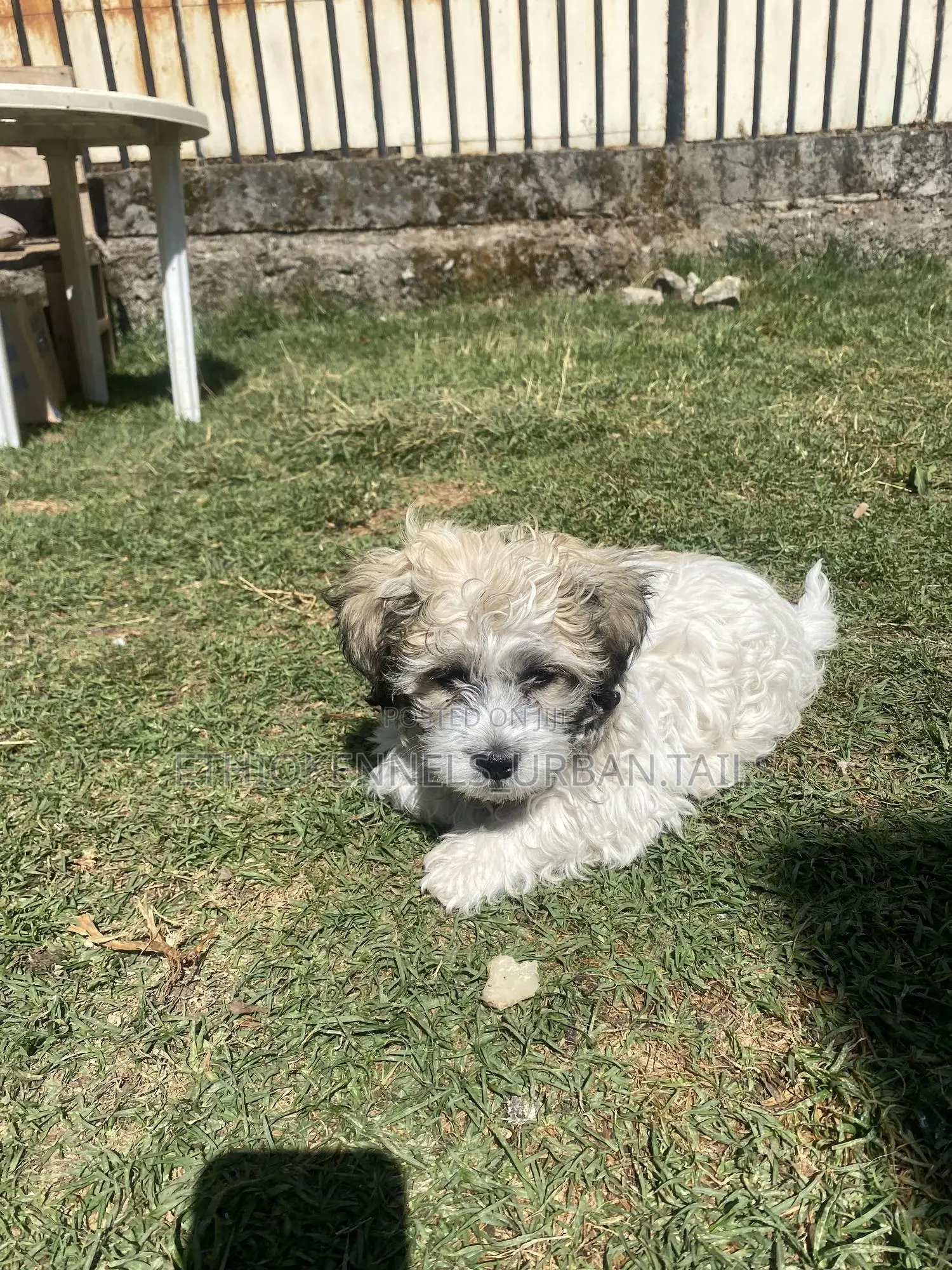 1-3 months Male Purebred Shih Tzu