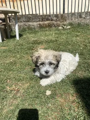 1-3 months Male Purebred Shih Tzu