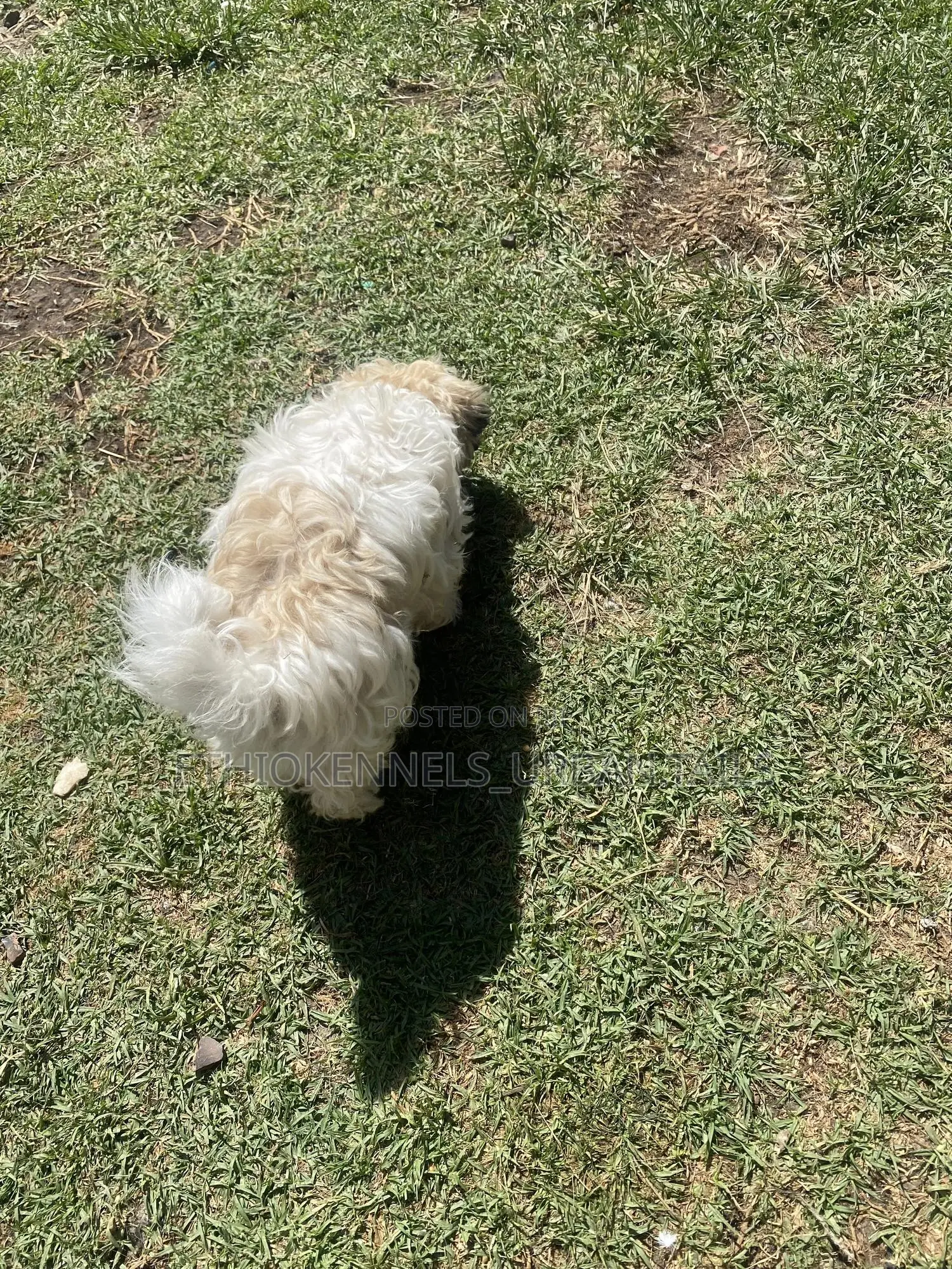 1-3 months Male Purebred Shih Tzu