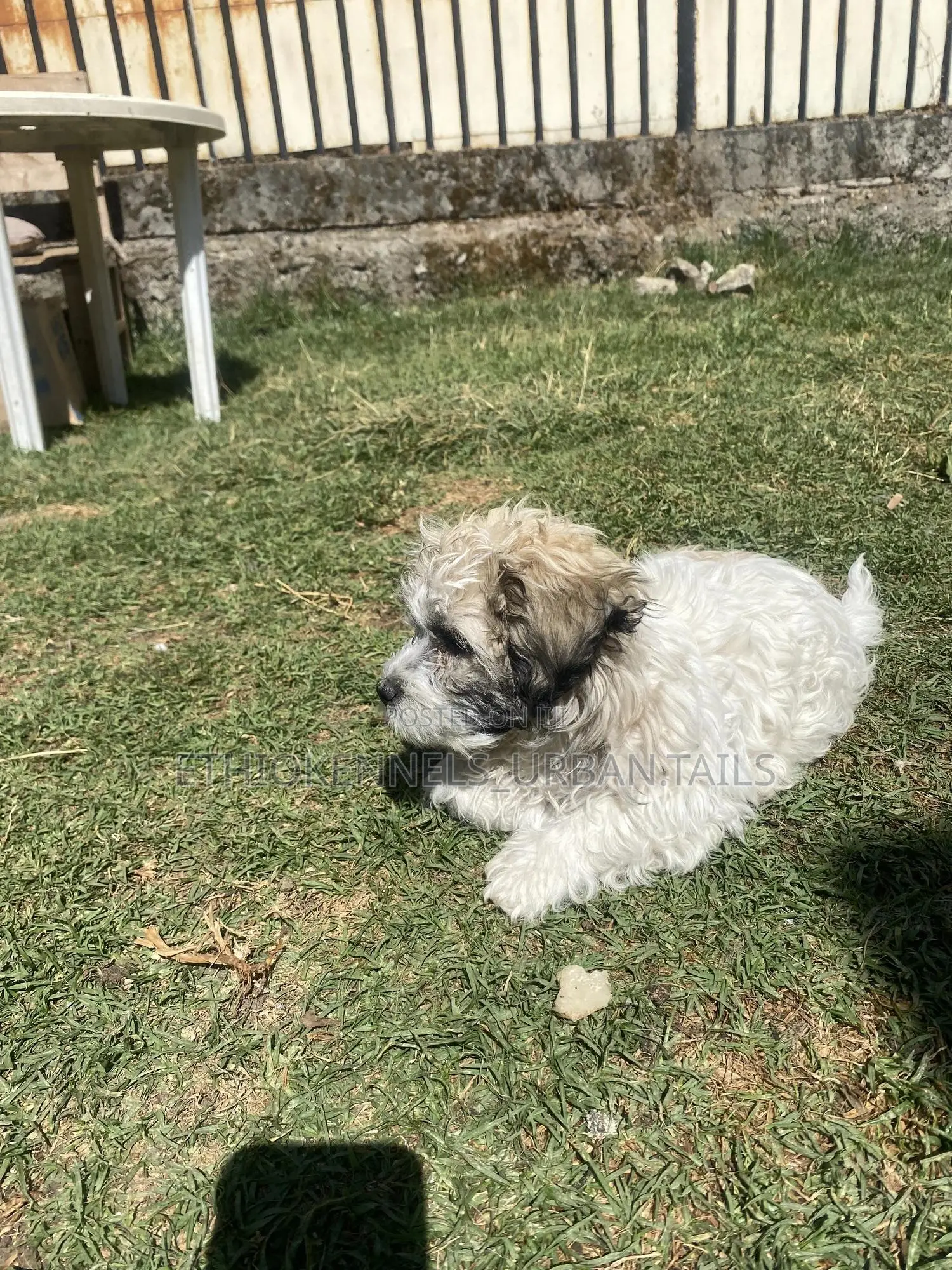 1-3 months Male Purebred Shih Tzu