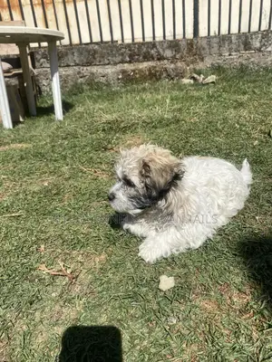 1-3 months Male Purebred Shih Tzu