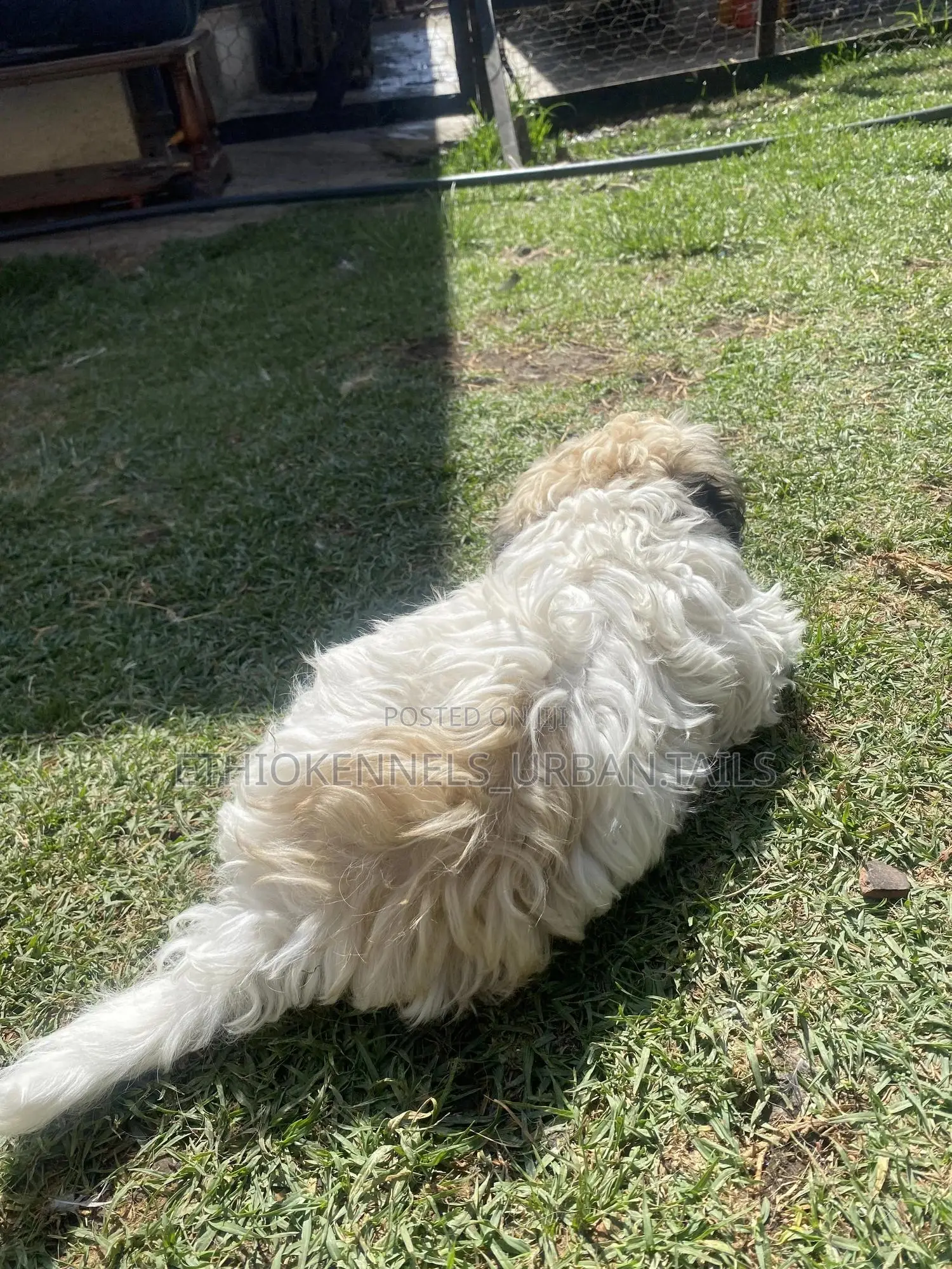 1-3 months Male Purebred Shih Tzu