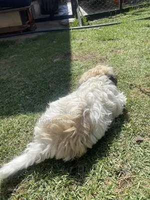 1-3 months Male Purebred Shih Tzu