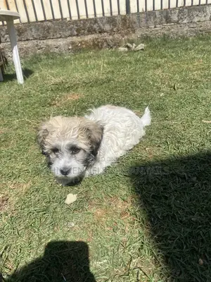 1-3 months Male Purebred Shih Tzu