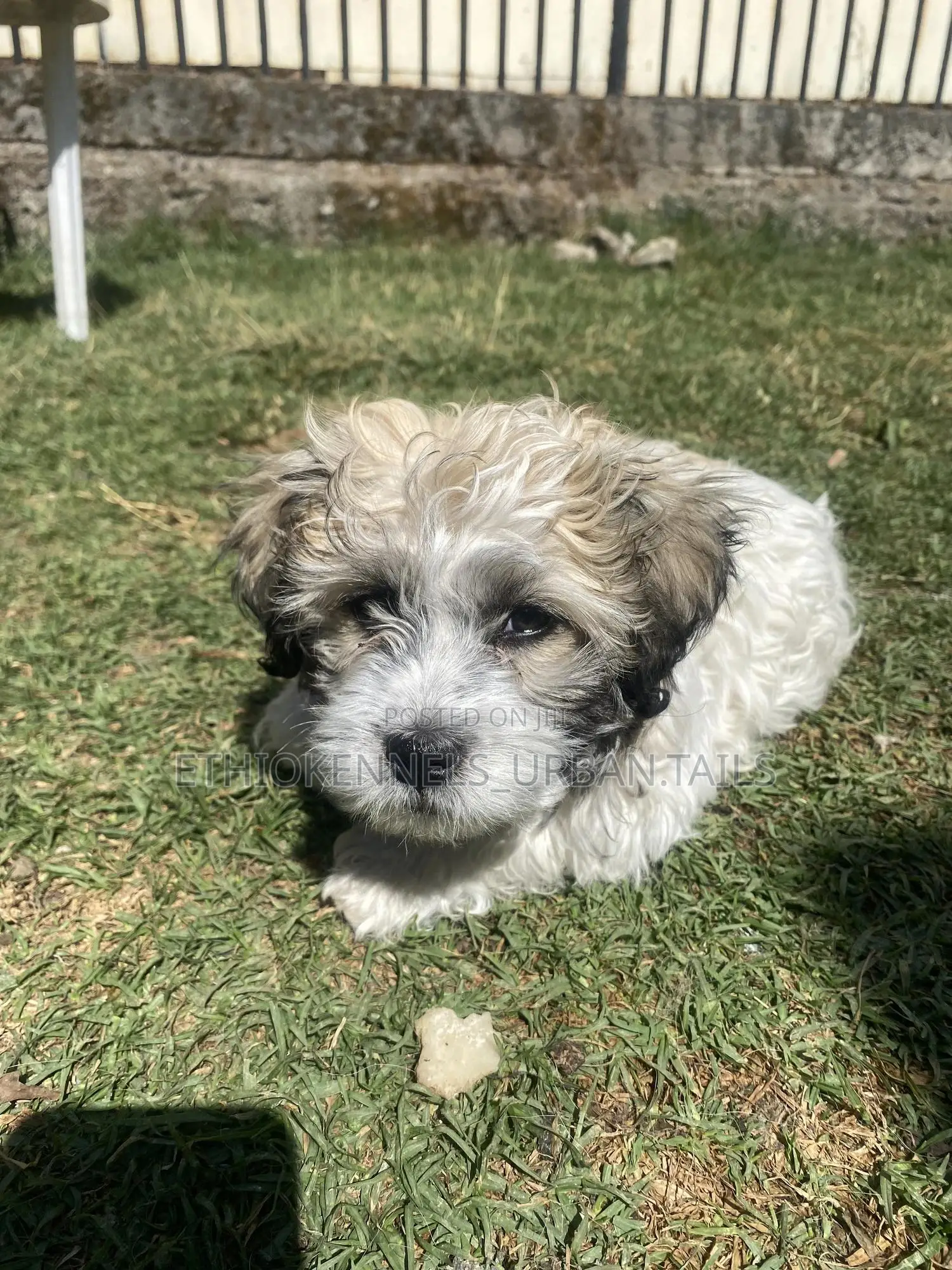 1-3 months Male Purebred Shih Tzu