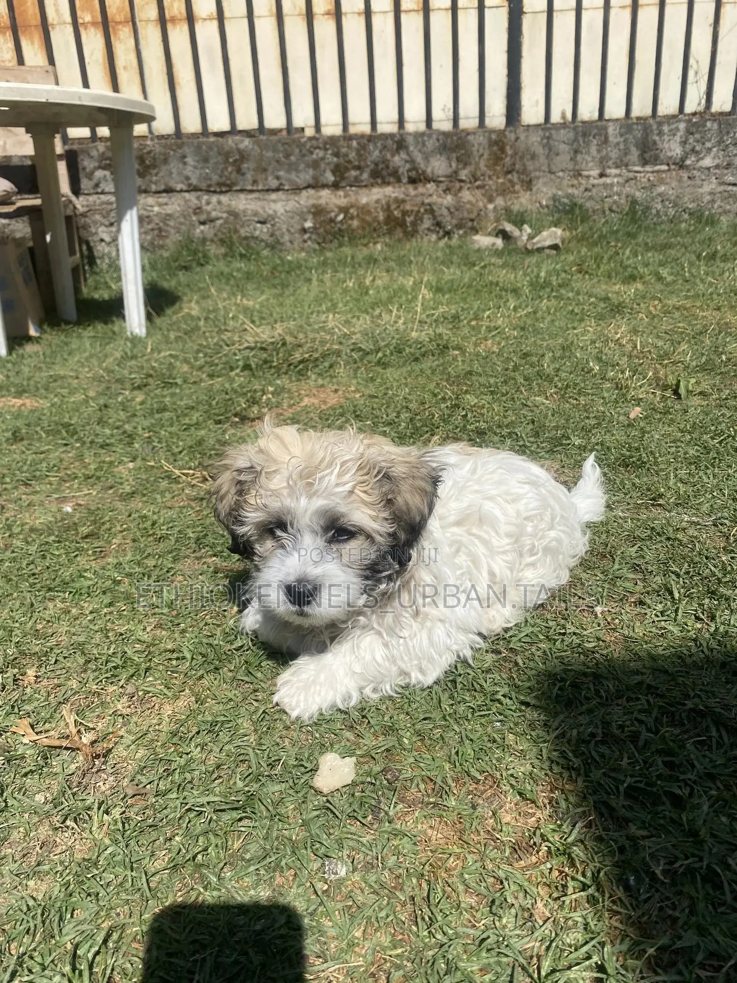 1-3 months Male Purebred Shih Tzu