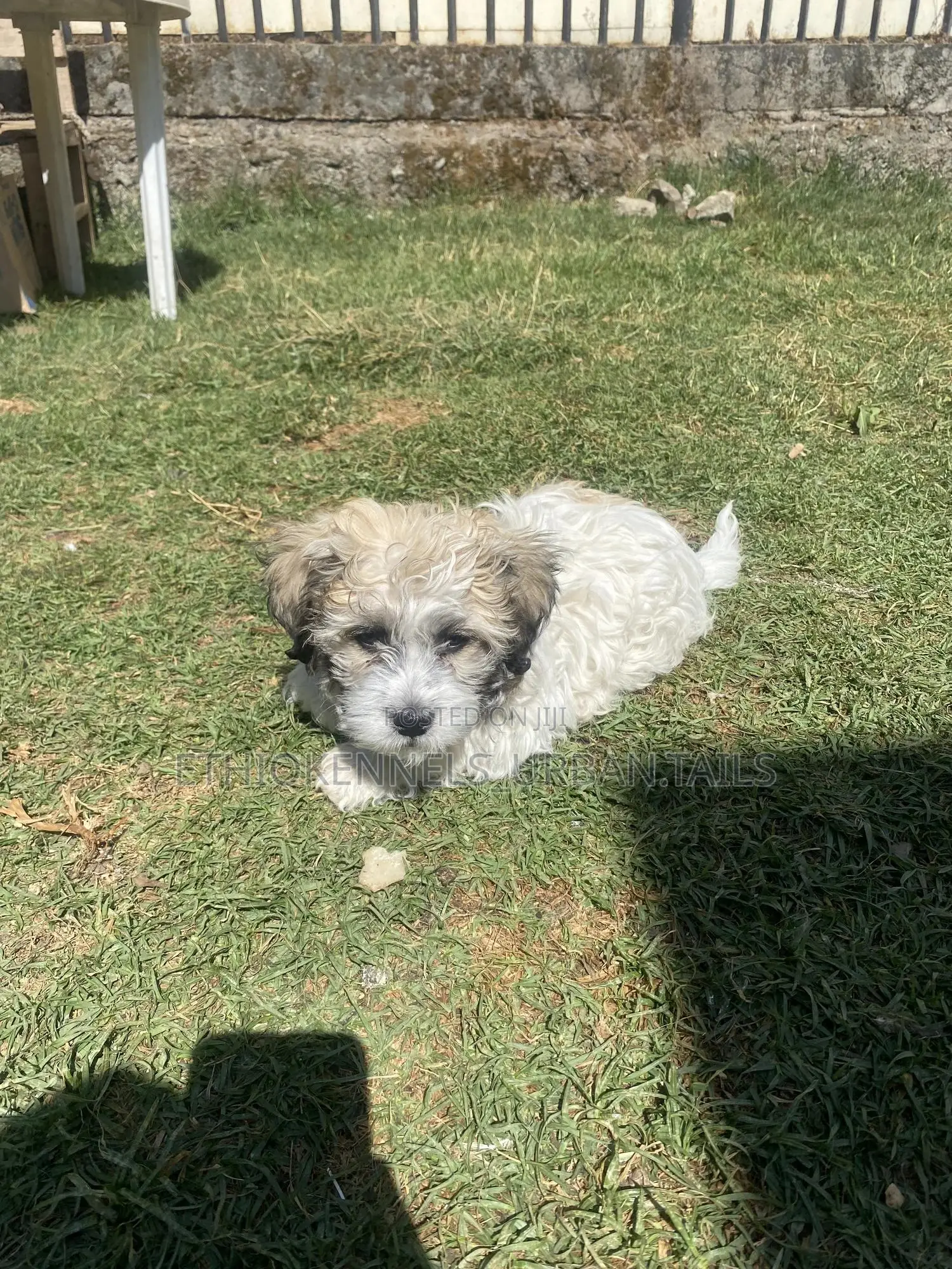1-3 months Male Purebred Shih Tzu
