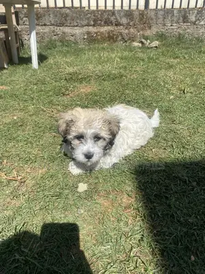1-3 months Male Purebred Shih Tzu