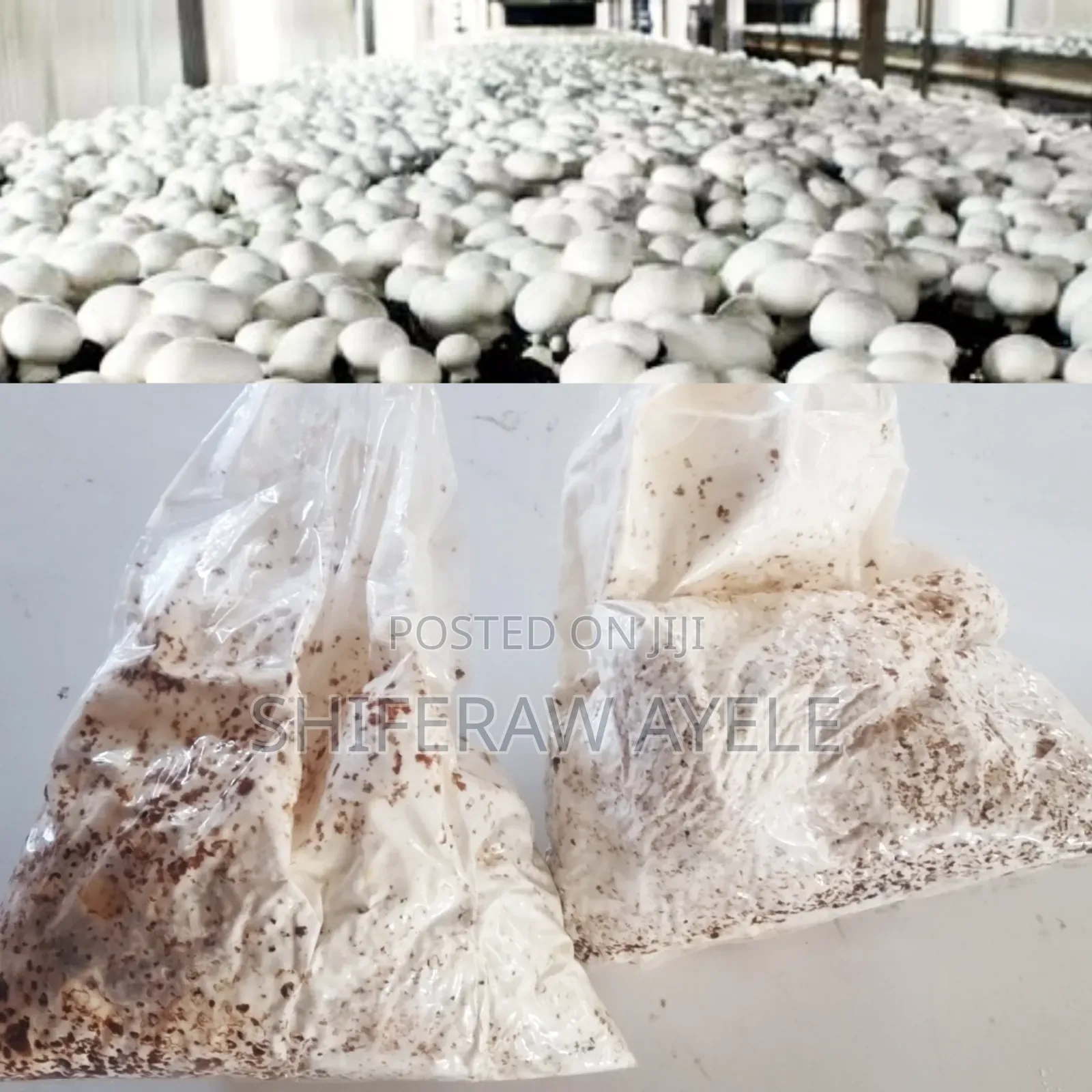 የበተን መሽሩም ዘር Button Mushroom Spawn