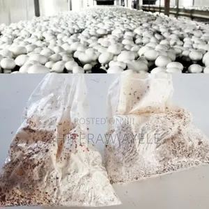 የበተን መሽሩም ዘር Button Mushroom Spawn