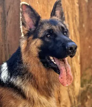 Photo - 6-12 months Male Purebred German Shepherd