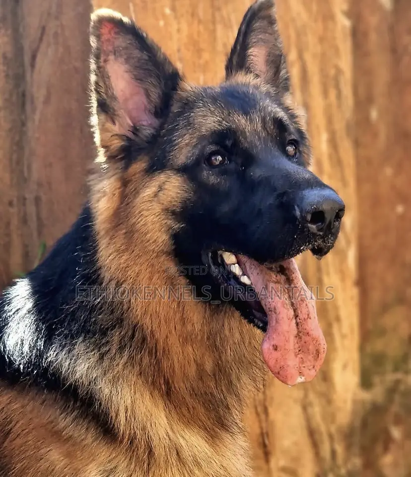 6-12 months Male Purebred German Shepherd