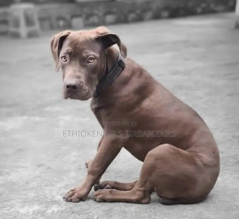 3-6 months Male Purebred Boerboel