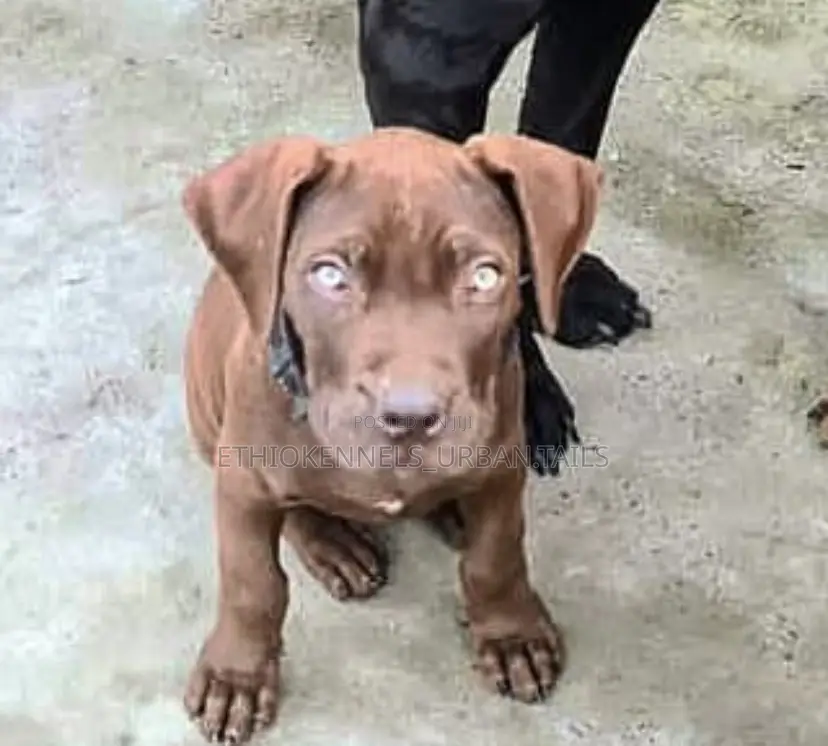 3-6 months Male Purebred Boerboel