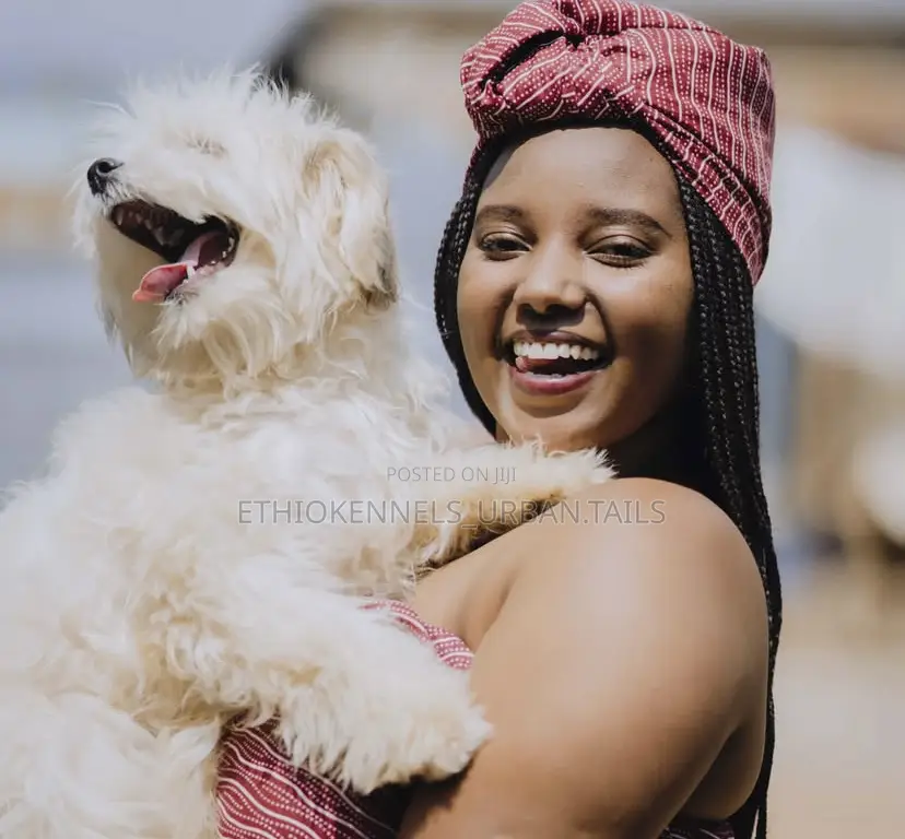 3-6 months Male Purebred Maltese